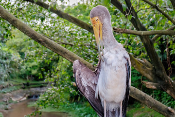 Yellow-billed stork or Mycteria ibis cleans the feathers in the Kuala Lumpur Bird park, Malaysia.