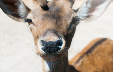 animali africani