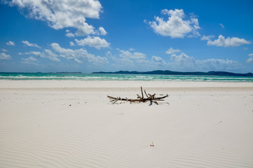 Fototapeta na wymiar Tree branch on Whitehaven Beach, Whitsunday Island, Great Barrier Reef, Queensland, Australia. Popular tourist destination is known for its pure white sands. Accessible from Airlie Beach.