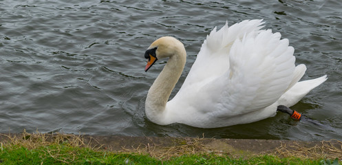 swans