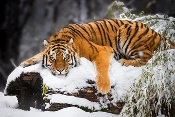Rolgordijnen Tijger Siberische tijger liggend in de sneeuw