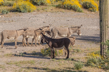 Wild Burros in Arizona 