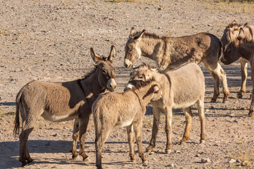 Wild Burros in Arizona 