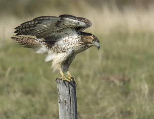 Hawk on Fence Post with Wings Raised and a focused Stare and Posed for Take Off