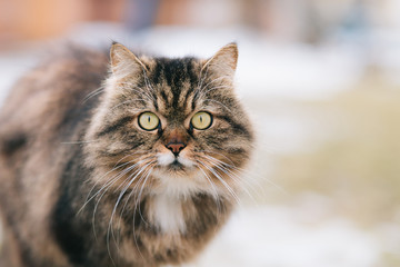 Fototapeta premium Serious cat watching at the camera