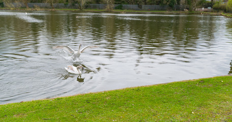 Swan landing on water