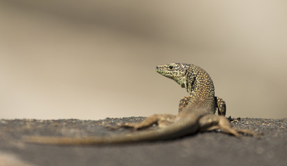 Lizard