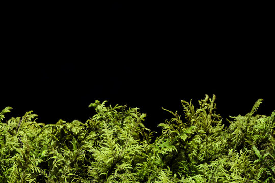 Green moss isolated on black background