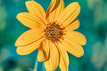 yellow daisy flower in the foreground with blue sky and bee sucking nectar