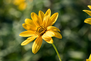 yellow daisy flower in the foreground with blue sky and bee sucking nectar