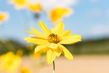 yellow daisy flower in the foreground with blue sky and bee sucking nectar