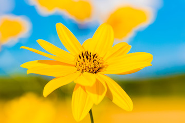 Obraz premium yellow daisy flower in the foreground with blue sky and bee sucking nectar