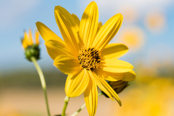 yellow daisy flower in the foreground with blue sky and bee sucking nectar