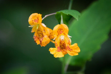 Cape Jewelweed