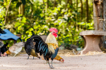 Beautiful Rooster (Male Chicken) on a nature background