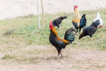 Rooster (Male Chicken) on a nature background