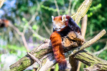 Little Panda scratching his head