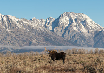 Moose and Mt. Moran