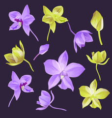 Fototapeta na wymiar orchid flower set