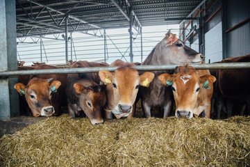Jersey dairy cows in a free livestock stall 