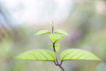 Close up leaf