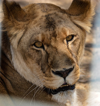 Lion Lioness Portrait Headshot Head
