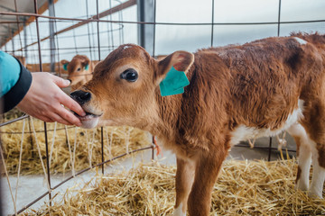 Human hand are touching a calf nose. Calf licks the hand of human