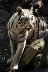 Blue Eyed White Tiger on the Prowl