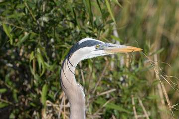 Great Blue Heron Nest building at Viera Wetlands in Florida