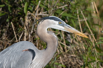 Great Blue Heron Nest building at Viera Wetlands in Florida