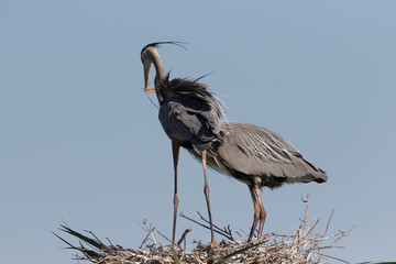Great Blue Heron Nest building at Viera Wetlands in Florida