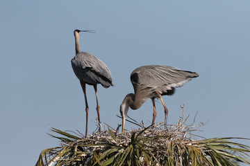 Great Blue Heron Nest building at Viera Wetlands in Florida