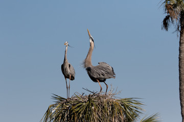 Fototapeta premium Great Blue Heron Nest building at Viera Wetlands in Florida