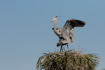 Great Blue Heron Nest building at Viera Wetlands in Florida
