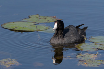 American Coot at Viera Wetlands in Florida