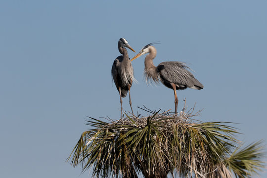Great Blue Heron Nest building at Viera Wetlands in Florida