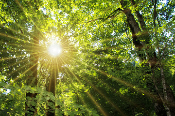 Sonne strahlt durch Laubwald