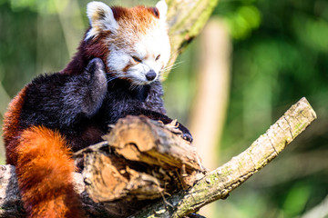 Obraz premium Little Panda scratching his head