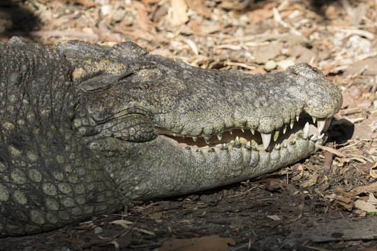 Image of a crocodile on nature background. Wild Animals.