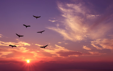 Birds at sunrise spring or autumn concept