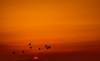 Birds flying at sunrise or sunrise rural landscape