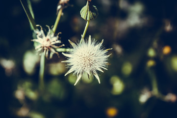 white dandelion background