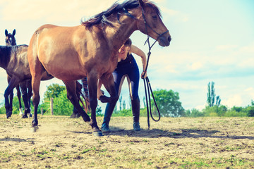 Obraz premium Jockey woman taking care of horse