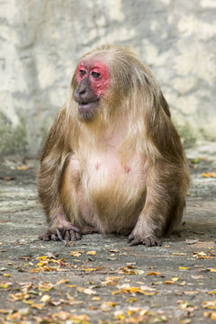 Image of a monkey on nature background. Wild Animals. (Stump-tailed macaque)