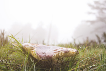 Mushroom