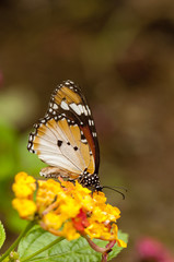 Fototapeta premium Plain tiger butterfly