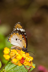 Plain tiger butterfly