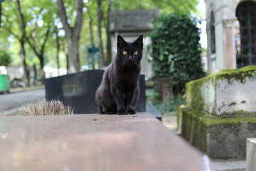 Cat in Paris Montmartre Cemetery.