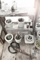 Domestic cactus.Summer flower decoration hipster lifestyle,selective focus and shallow depth of field.