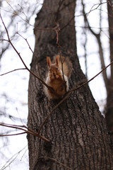Squirrel in Gorky Central Park of Culture and Leisure Moscow.